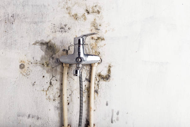 Best Industrial Mold Remediation in Woodlands, CA