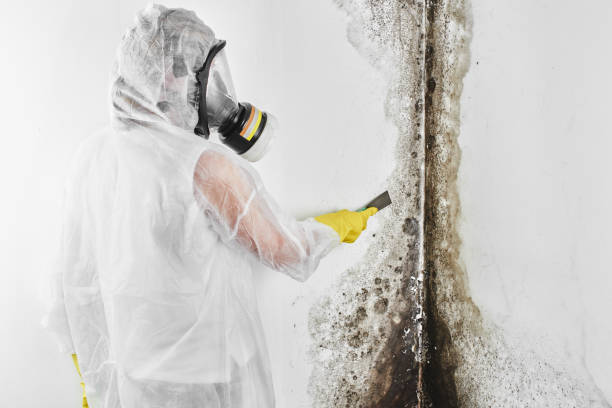 Best Black Mold Remediation in Woodlands, CA