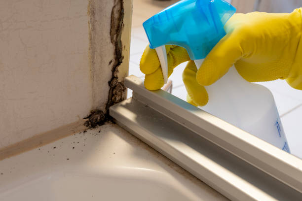 Best Localized Mold Remediation (e.g., coastal areas, humid climates) in Woodlands, CA