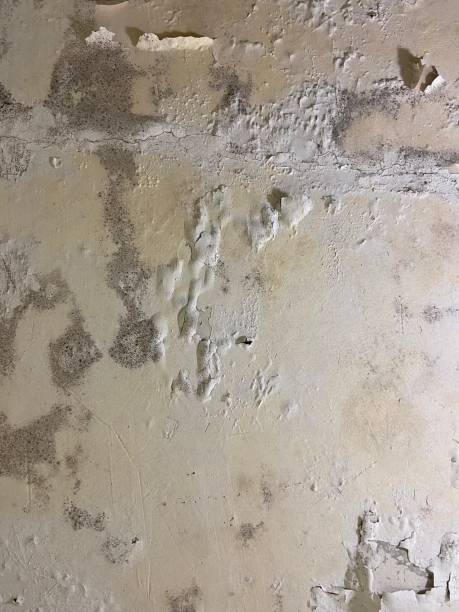 Best Basement Mold Remediation in Woodlands, CA