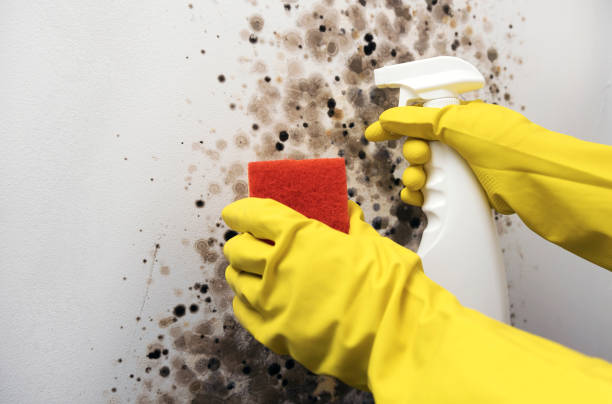 Best Health and Safety Mold Remediation in Woodlands, CA