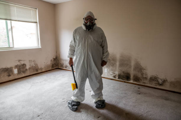 Professional Mold Remediation in Woodlands, CA