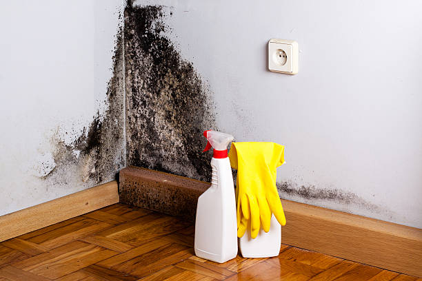 Best Residential Mold Remediation in Woodlands, CA
